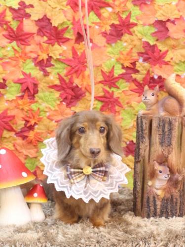 20241110モカくん